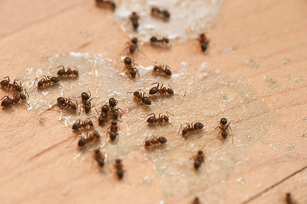 Reliable Gulf Breeze, FL Pest Control Solutions