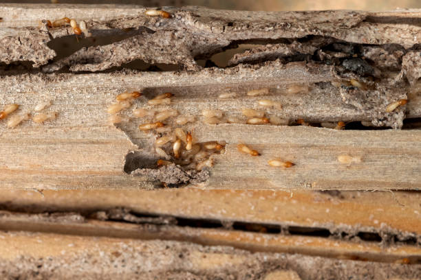 Best Pest Removal Services  in Gulf Breeze, FL